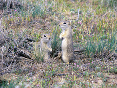 Washington Ground Squirrel photo 4