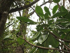 Pteralyxia laurifolia