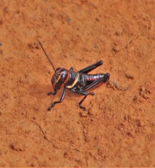 Xestotrachelus robustus