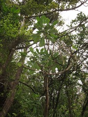 Pteralyxia laurifolia