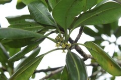 Pteralyxia laurifolia