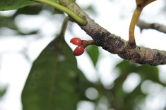 Pteralyxia laurifolia