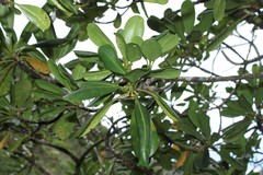 Pteralyxia laurifolia