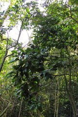 Pteralyxia laurifolia