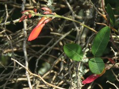 Camptosema rubicundum