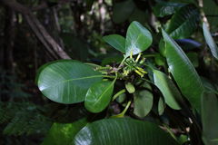 Pteralyxia laurifolia