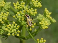 Chauliognathus scutellaris