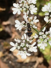 Eleale pulchra