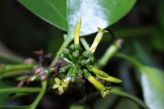 Pteralyxia laurifolia