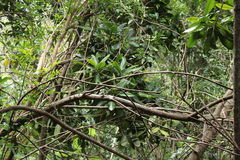 Pteralyxia laurifolia