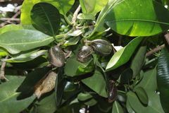 Pteralyxia laurifolia