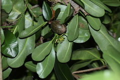 Pteralyxia laurifolia