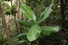 Pteralyxia laurifolia