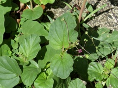 Boerhavia dominii