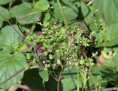 Boerhavia dominii