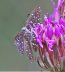 Zabuella paucipuncta