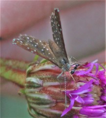 Zabuella paucipuncta