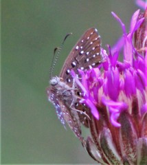 Zabuella paucipuncta