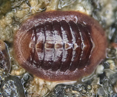 Lepidozona interstincta