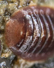 Lepidozona interstincta