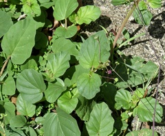 Boerhavia dominii