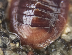 Lepidozona interstincta