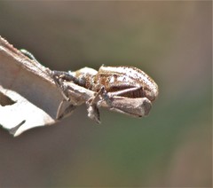 Teratopactus nodicollis