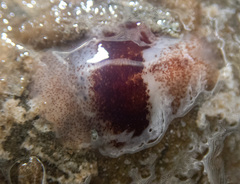 Notoplana sanguinea