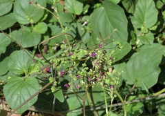 Boerhavia dominii