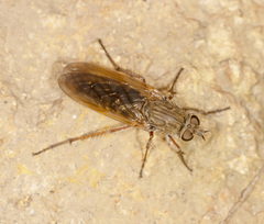 Anabarhynchus dimidiatus