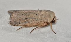 Proteuxoa leptochroa