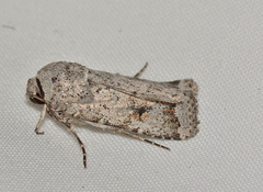 Proteuxoa amaurodes