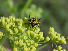 Chauliognathus scutellaris