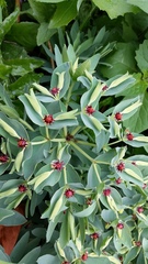 Euphorbia glauca