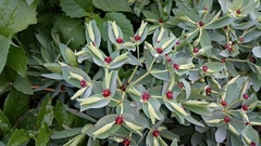 Euphorbia glauca