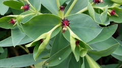Euphorbia glauca