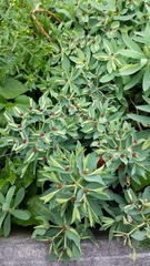 Euphorbia glauca