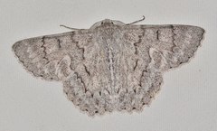 Crypsiphona tasmanica