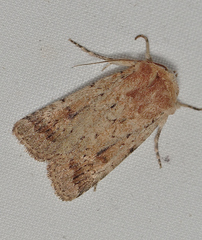 Proteuxoa senta