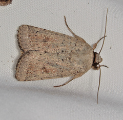 Proteuxoa leptochroa