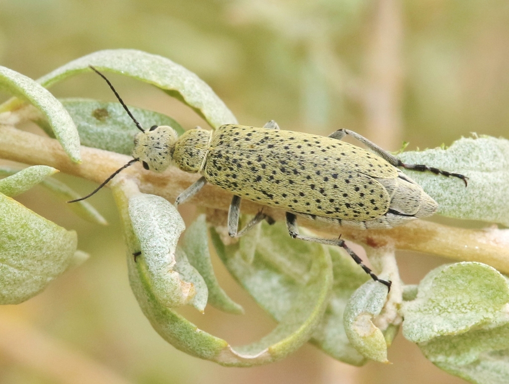 Epicauta normalis