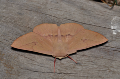 Monoctenia falernaria