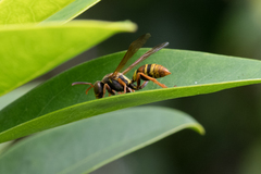Polistes humilis synoecus