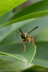 Polistes humilis synoecus