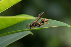 Polistes humilis synoecus