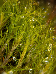 Distichium capillaceum