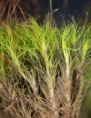 Distichium capillaceum