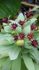 Euphorbia glauca