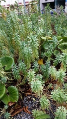 Euphorbia glauca