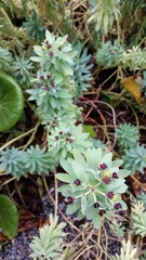 Euphorbia glauca